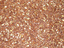 Rooibos Ingwer-Zitrone