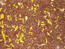 Rooibos Mango