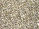 China Rock Snail