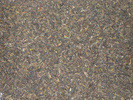 Darj. Lingia Autumnal