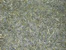 Japan Shincha Anasoka