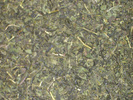 Sencha Green Mint